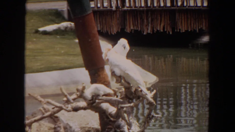 1974 Irvine 8mm frame of a white cockatoo turned sideways on branches, with pond water and thatched structure visible behind.