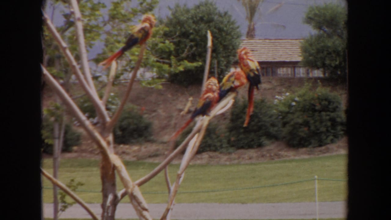 Scarlet macaws perched on bare branches in a sunny outdoor enclosure.