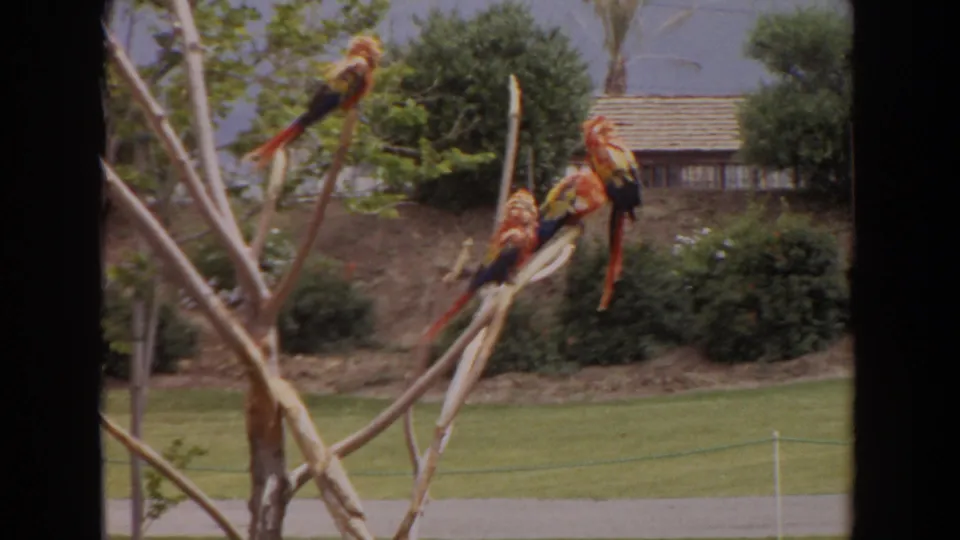 Scarlet macaws perch on pale branches in a landscaped Irvine, California enclosure, with lawn, shrubs, and a low building behind them.