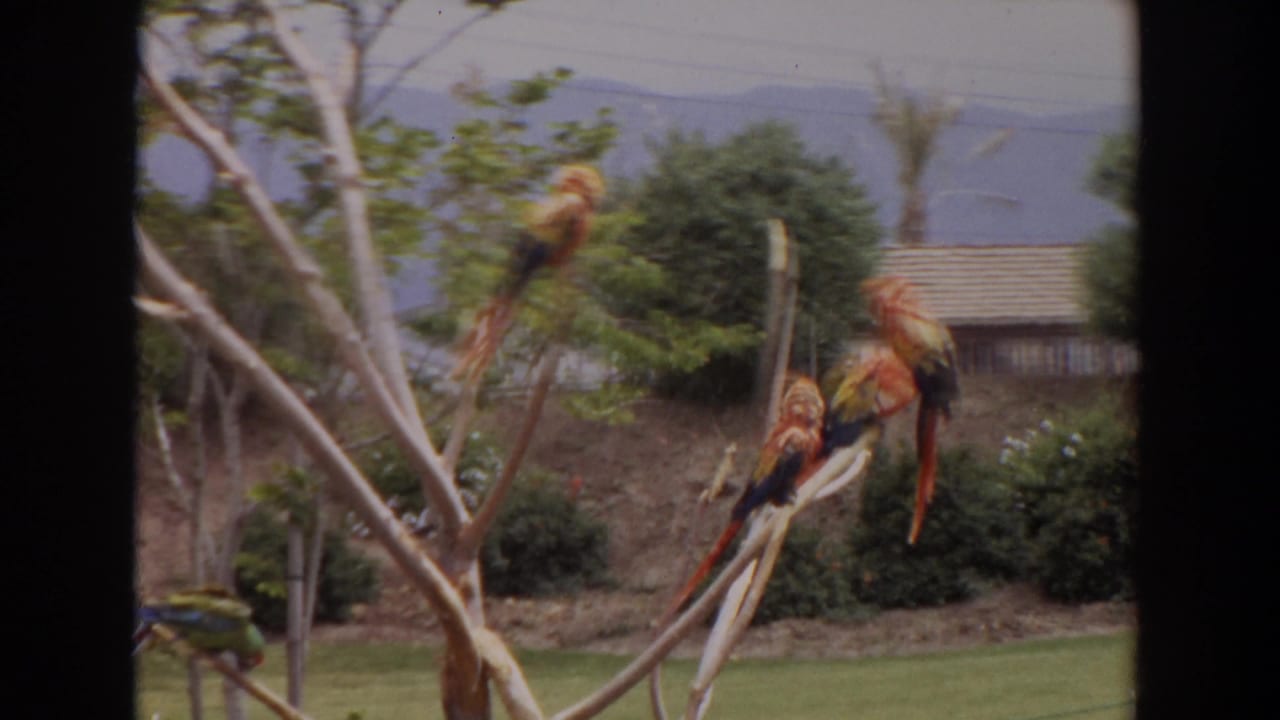 Several scarlet macaws sit among bare branches with shrubs and a building behind them.