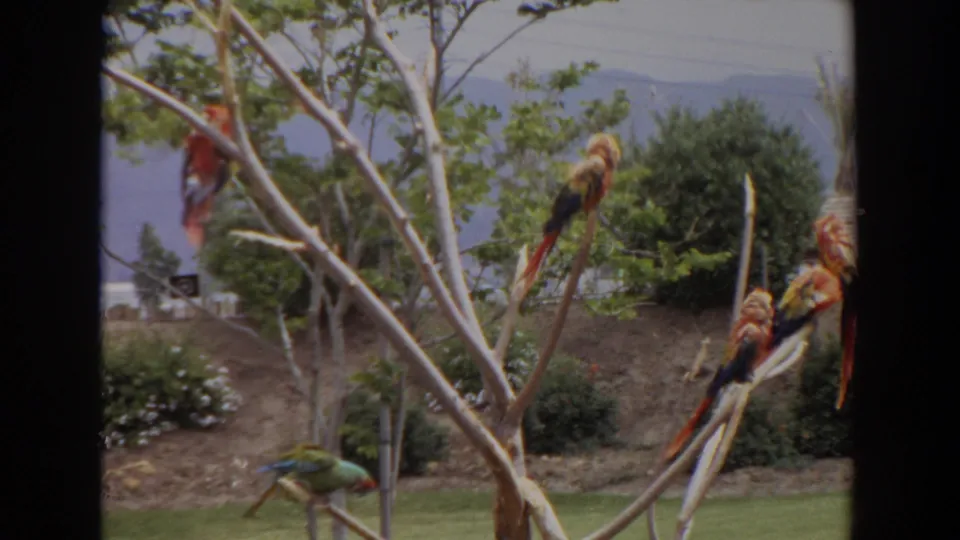 Perched macaws fill the branch structure as a green bird is visible near the bottom of the Irvine enclosure frame.