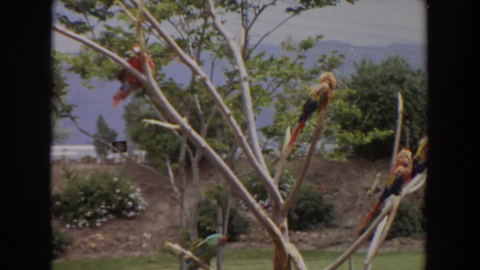 Scarlet macaws perch among pale branches in the Irvine wildlife enclosure, with a green bird near the grass and shrubs below.