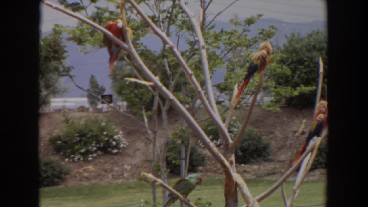 Several macaws perched on bare branches above a lawn with shrubs and distant hills.