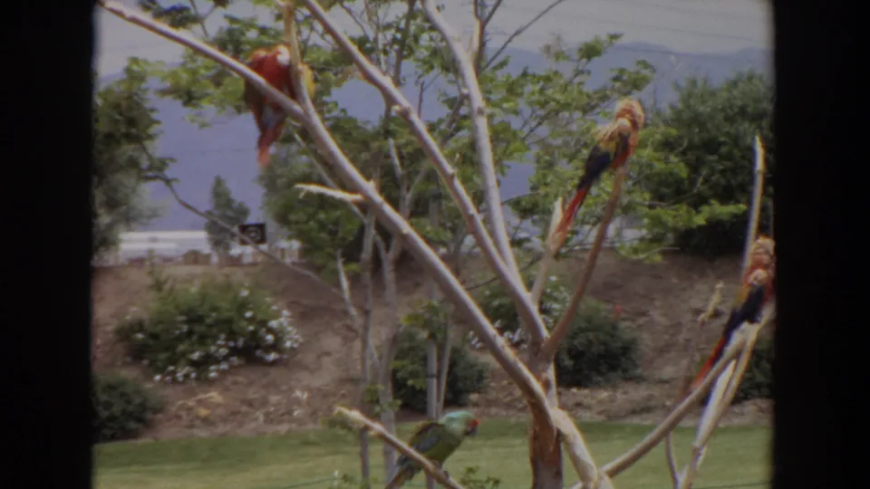 1974 Irvine home-movie frame showing colorful macaws perched on pale branches with lawn, shrubs, and hazy hills behind them.