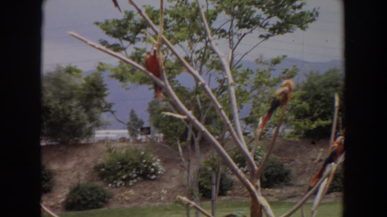 Colorful macaws remain perched on leafless branches in an Irvine outdoor setting, with lawn, shrubs, and distant hills visible.