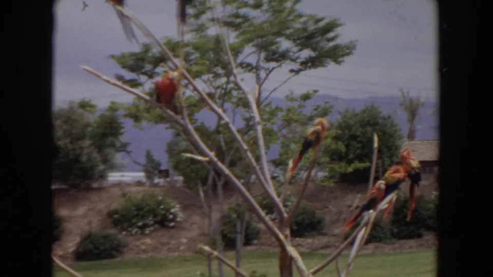 1974 Irvine frame with multiple macaws perched on thin branches, with landscaped grass, shrubs, hills, and a partial roofline behind them.