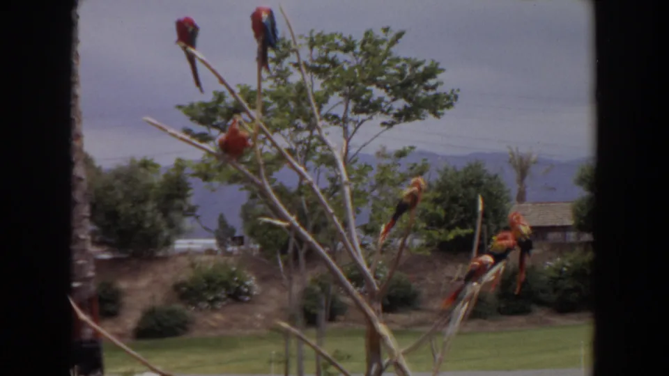 Six colorful macaws appear on bare branches in the 1974 Irvine footage, with a lawn, shrubs, cloudy sky, and distant hills beyond.