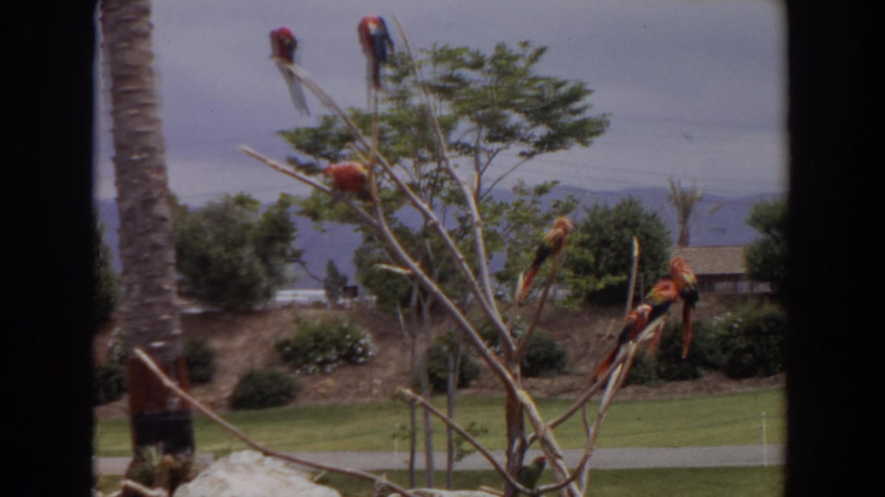 Scarlet macaws perched on bare branches with lawn, palm trunk, and distant hills behind them.
