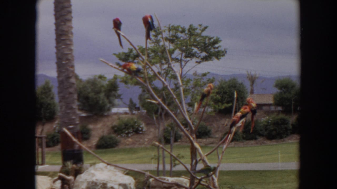 Macaws grouped on thin branches beside a palm trunk, with grass and distant hills visible.