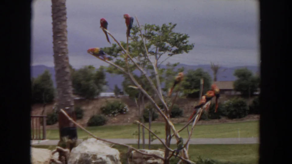 Scarlet macaws perch near the end of the 1974 Irvine clip, with palms, grass, shrubs, a roofline, and hills behind them.