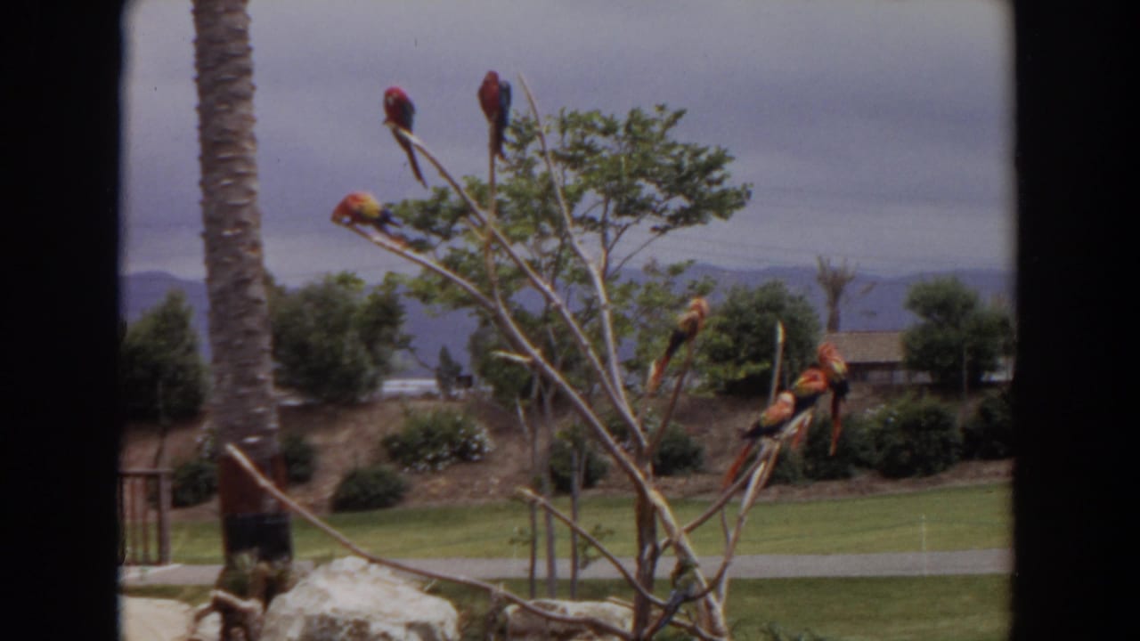 1974 Irvine home-movie view through a dark barrier toward a zoo-like landscaped area with branches, lawn, rocks, and distant background.