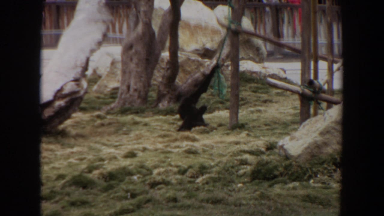 Brown primate near ropes and wooden posts inside a grassy enclosure with rocks and trees.
