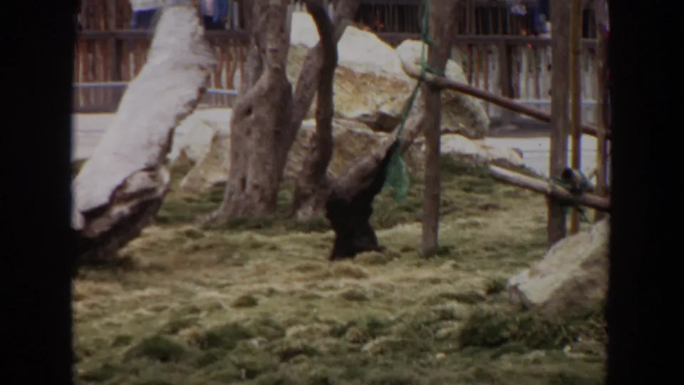 The primate stands near a tree trunk and green climbing rope inside the Irvine zoo enclosure, with rocks and fencing behind it.
