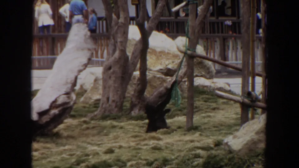 In the 1974 Irvine zoo scene, the primate is near a tree and rope while visitors stand behind the enclosure fence.