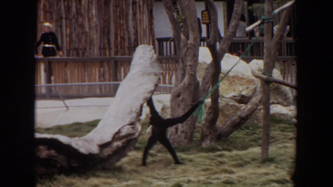 A monkey walks across a naturalistic Irvine zoo enclosure in 1974, with fencing and a uniformed person behind it.