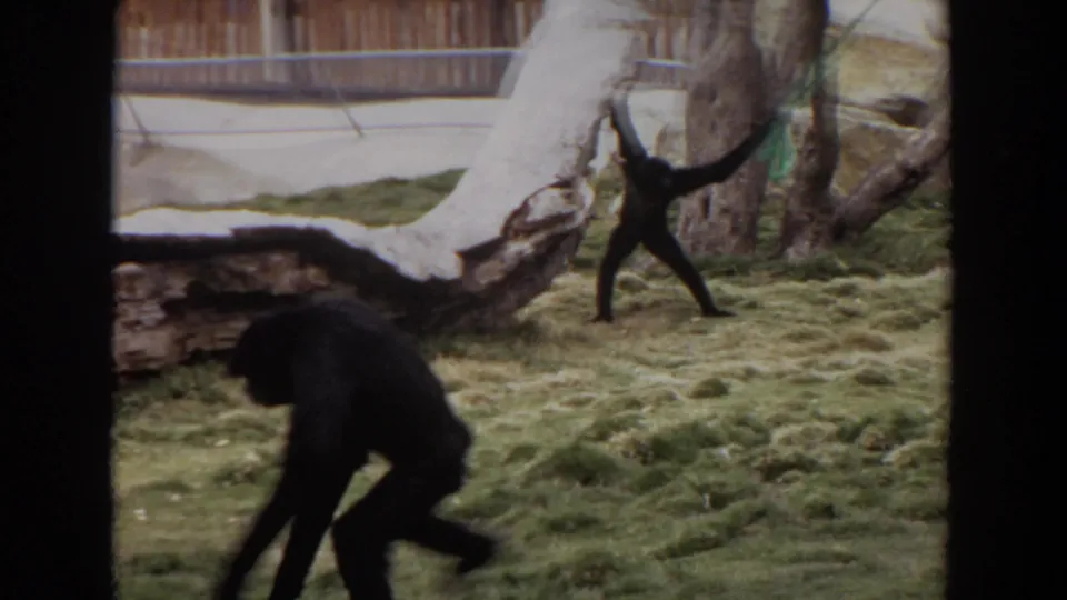 Two monkeys appear in the 1974 Irvine zoo enclosure, one walking near trees and another lower in the foreground.