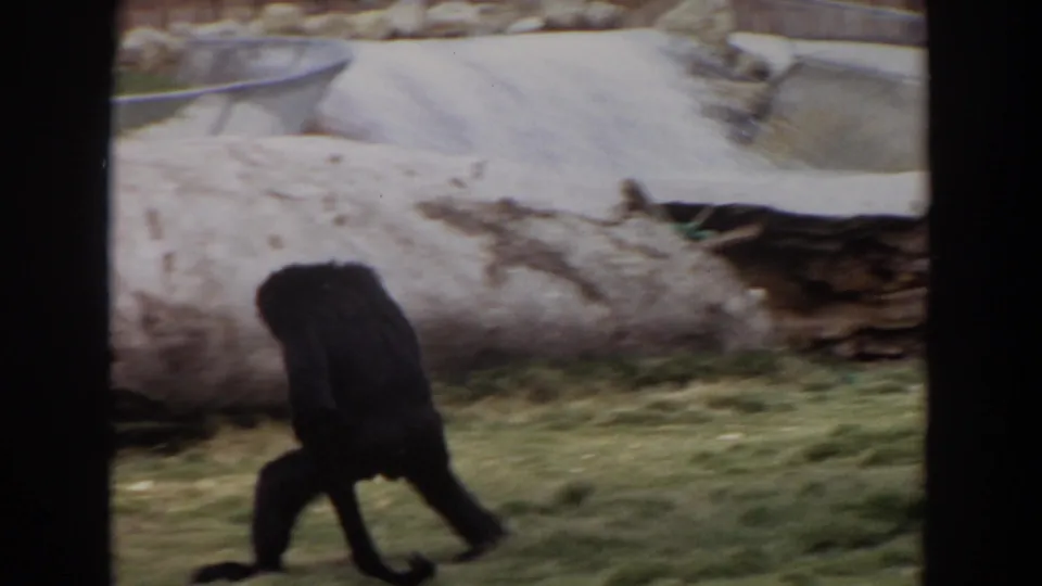A monkey crosses the foreground of a 1974 Irvine zoo enclosure, partially blurred by 8mm home-movie motion.