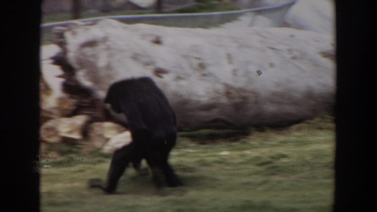 In 1974 Irvine, California zoo footage, a dark chimpanzee moves across a grassy enclosure near pale rockwork.