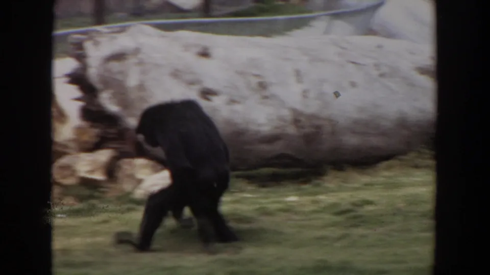 In 1974 Irvine, California zoo footage, a dark chimpanzee moves across a grassy enclosure near pale rockwork.