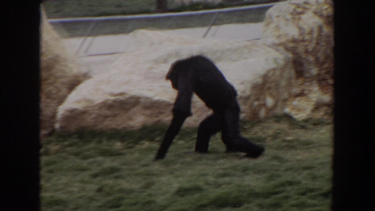 A chimpanzee leans forward while moving across grass beside pale rocks.