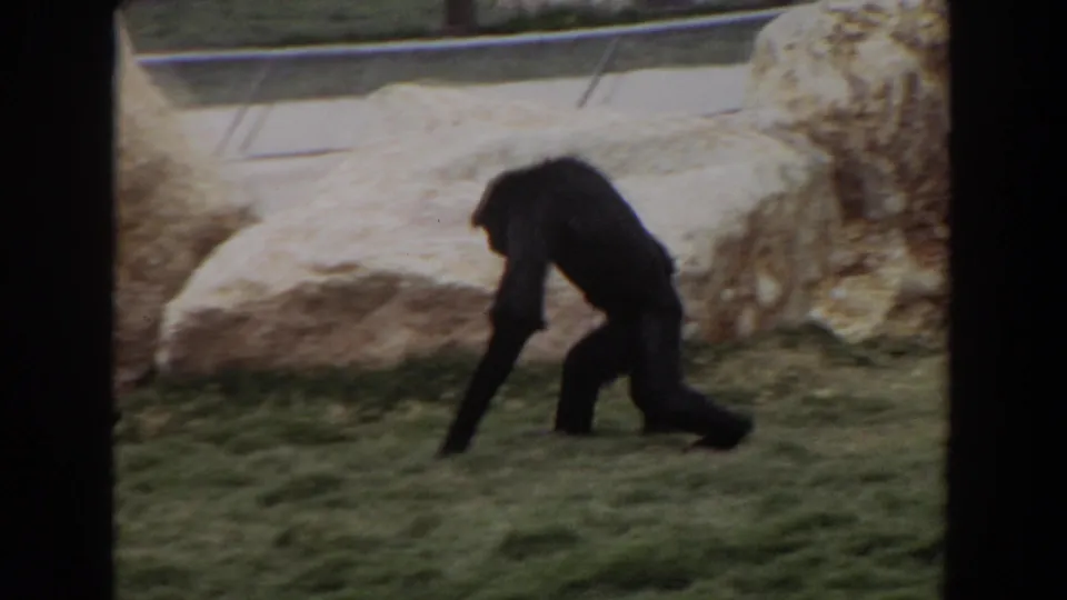 A chimpanzee in a 1974 Irvine zoo enclosure walks with a bent posture across grass near pale stonework.