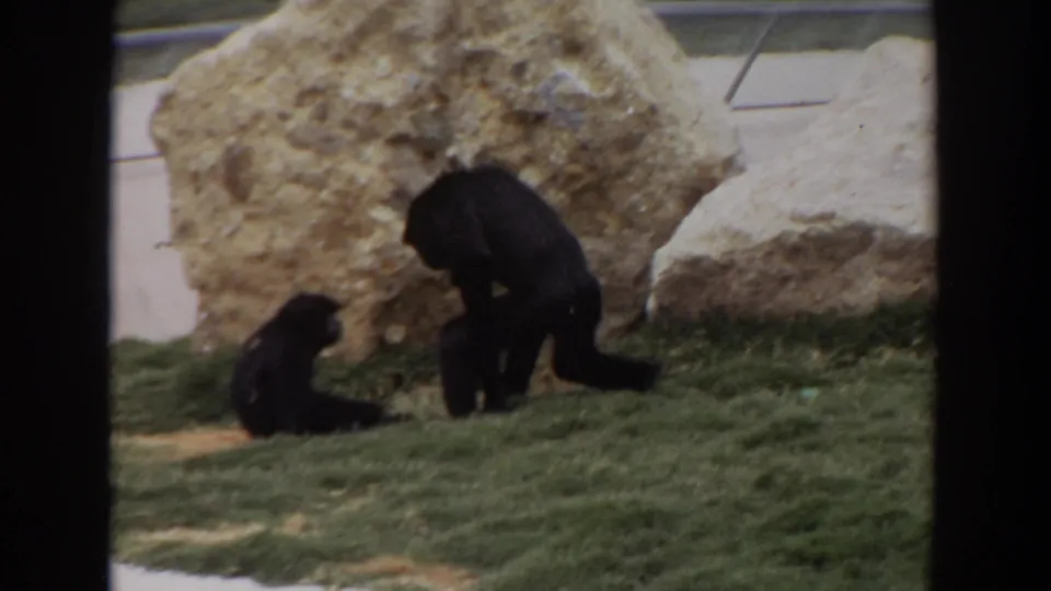 Two chimpanzees appear together on the grass of the Irvine zoo enclosure, one seated and one crouched near rockwork.