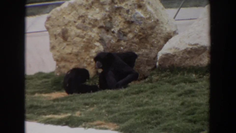 Two chimpanzees sit close on the grass near pale rocks in the 1974 Irvine, California zoo enclosure footage.
