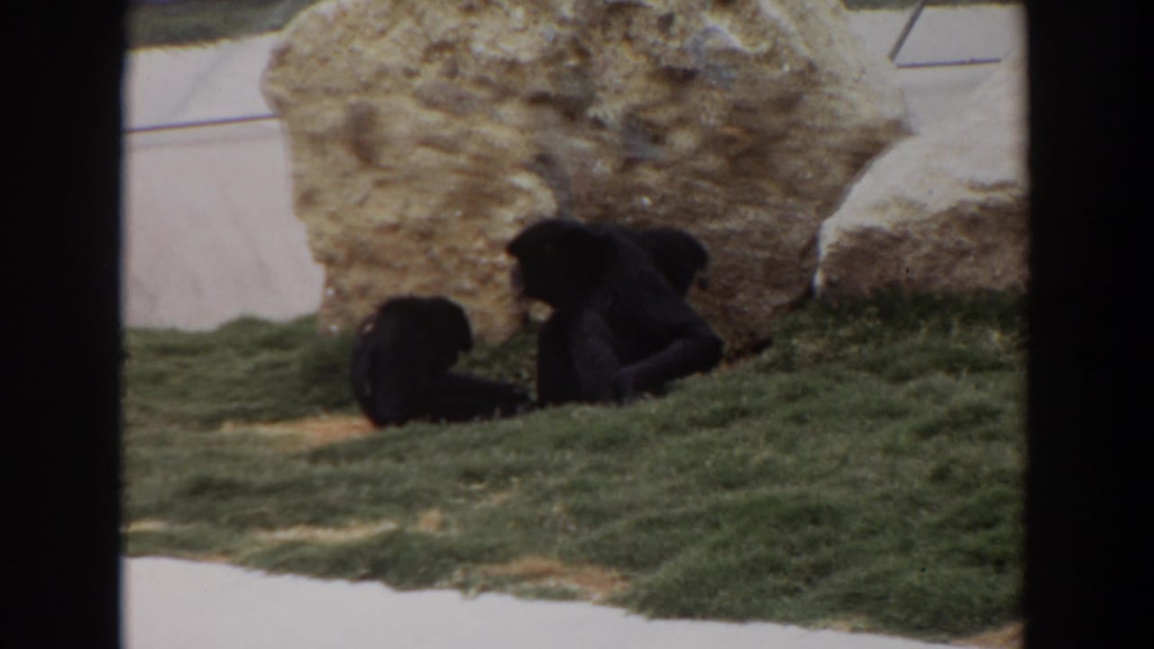 Two dark primates sit and lean together on grass near a large tan rock.
