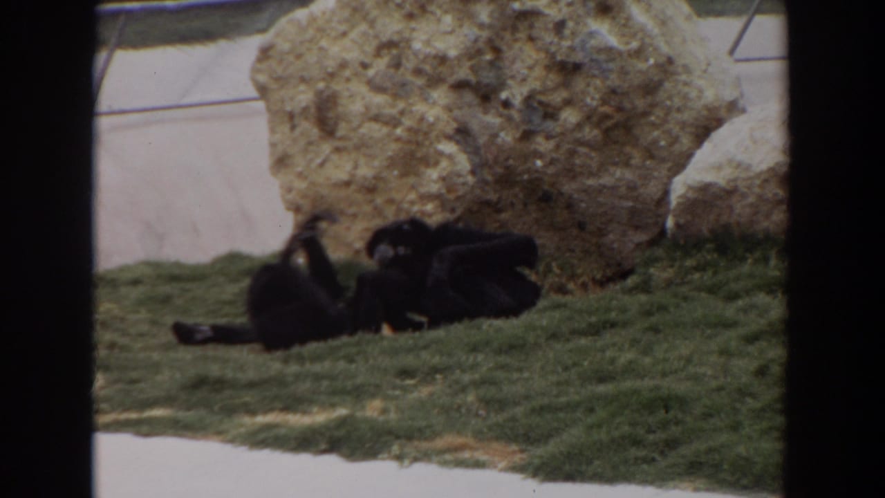 In the 1974 Irvine zoo enclosure, two dark primates appear to roll or play on grass with a large rock behind them.