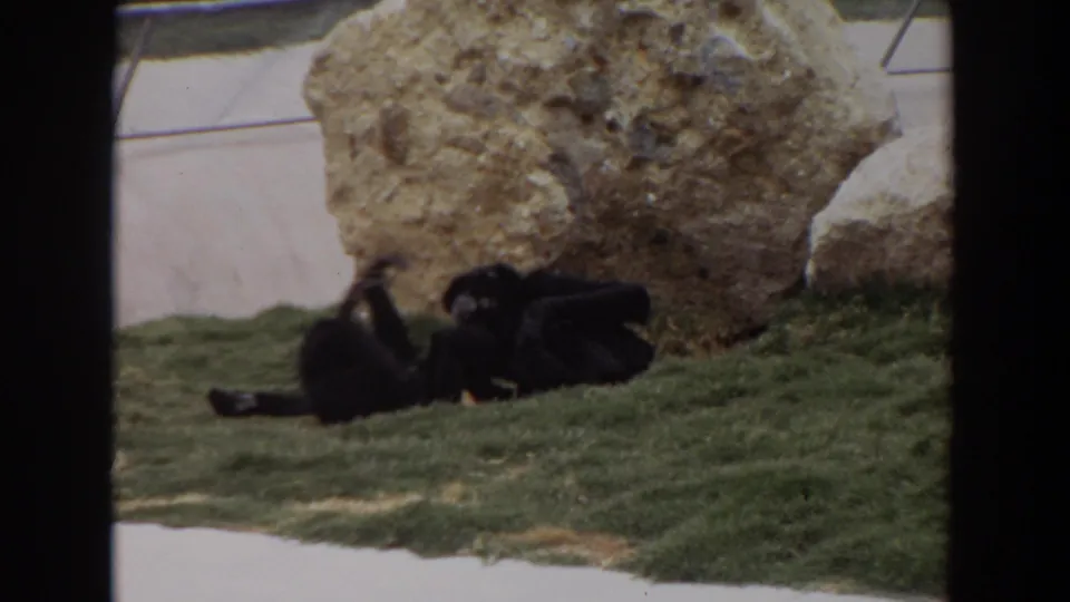 In the 1974 Irvine zoo enclosure, two dark primates appear to roll or play on grass with a large rock behind them.