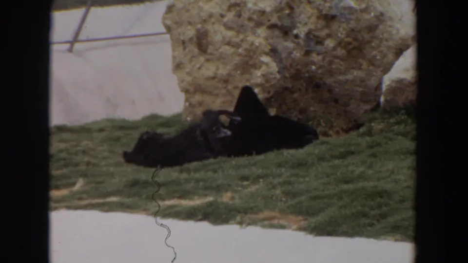 1974 Irvine zoo footage shows two dark primates lying close on a grassy enclosure, partly framed by rock and pale paving.
