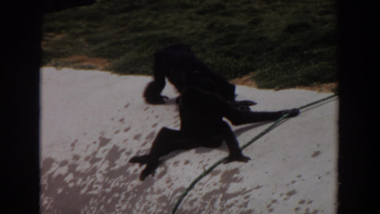 Two dark-furred primates on pale concrete near a green rope and grass.