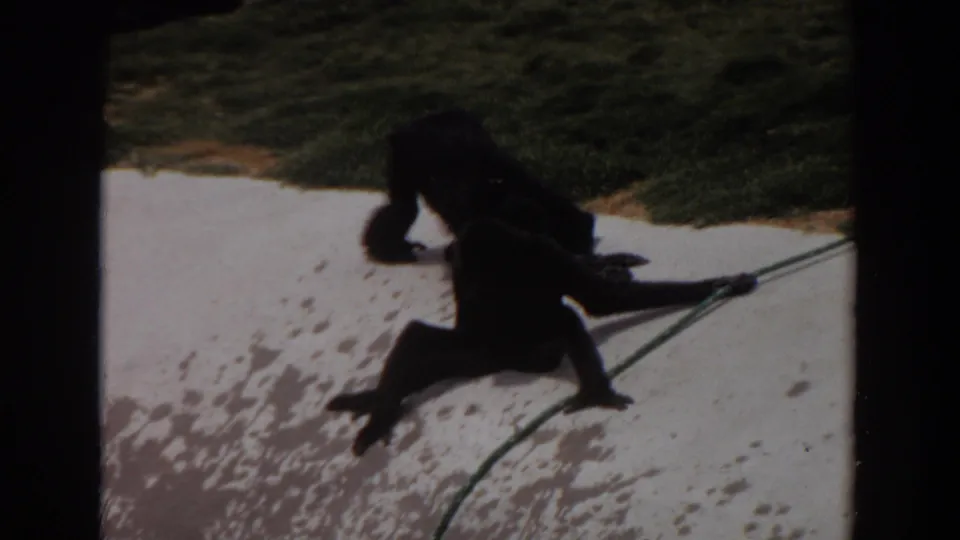 1974 Irvine home-movie frame showing two dark-furred primates on pale concrete beside a green rope, with grass in the background.