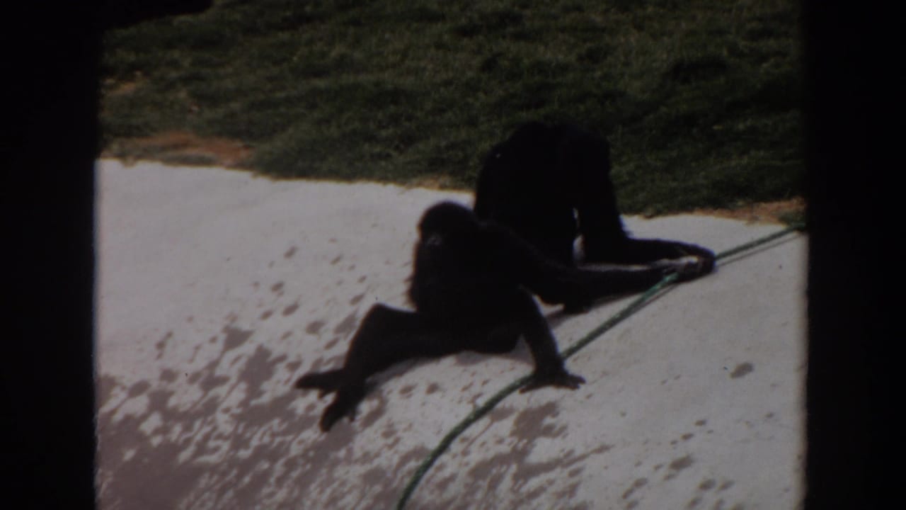 Two dark-furred primates appear to play or rest on concrete in Irvine, California, with a green rope stretched near them.