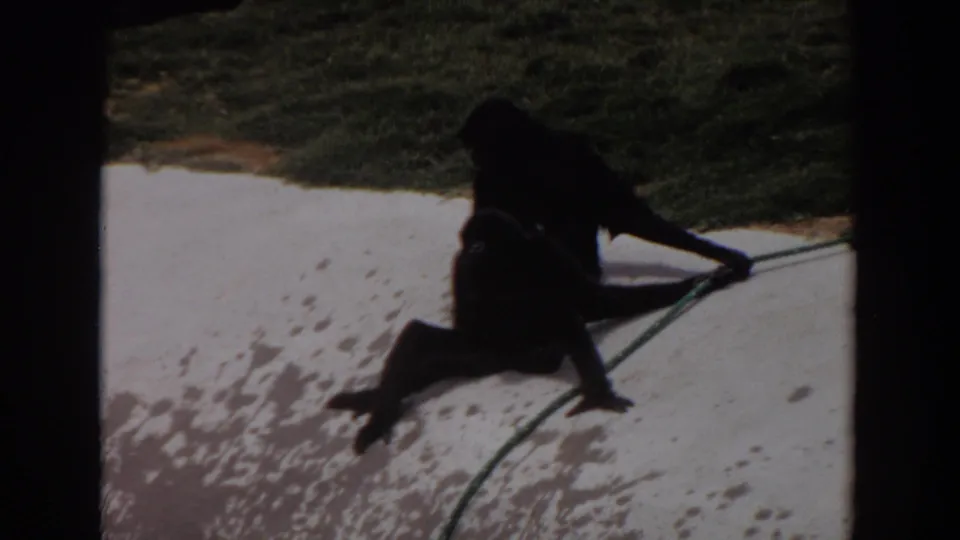 A dark-furred primate bends over a second primate lying on pale concrete, with the green rope crossing the foreground.