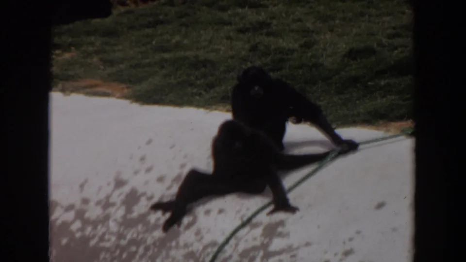 Late frame of the 1974 Irvine clip with two dark-furred primates on bright concrete, one near the green rope and grass line.