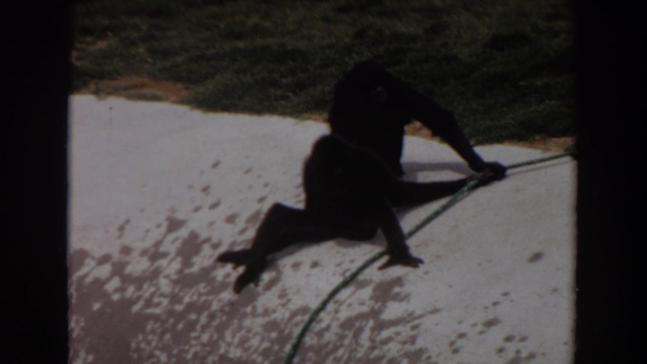 Two dark primates crouch on pale concrete near grass, with a green hose between them.
