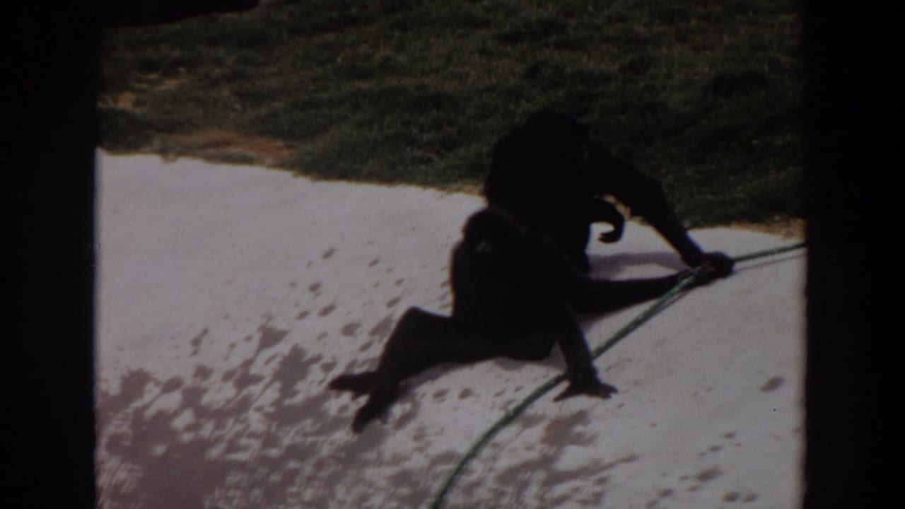 1974 Irvine frame with two dark primates on a light concrete area, one close to a green hose near grass.