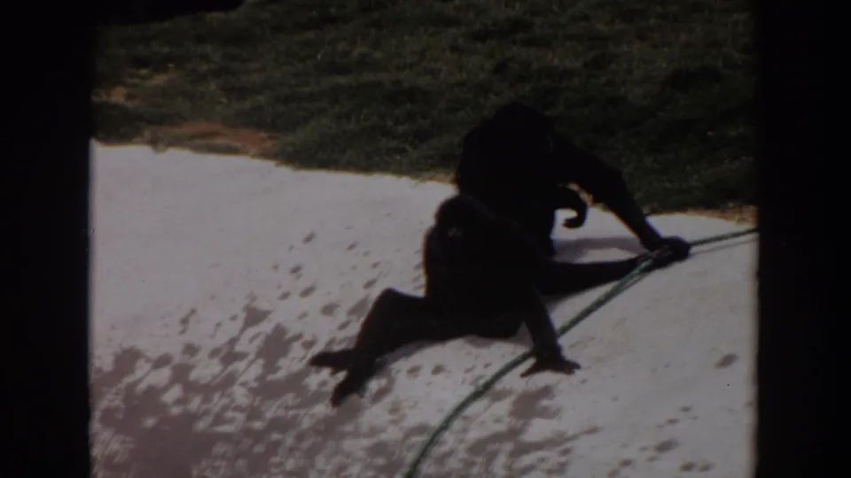 1974 Irvine frame with two dark primates on a light concrete area, one close to a green hose near grass.