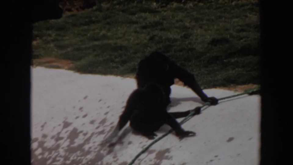 1974 Irvine 8mm frame showing two primates low to the ground on concrete beside grass and a hose.