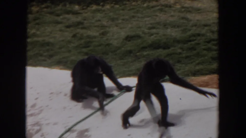 1974 Irvine home-movie frame with one primate stepping away as another remains beside the hose on concrete.