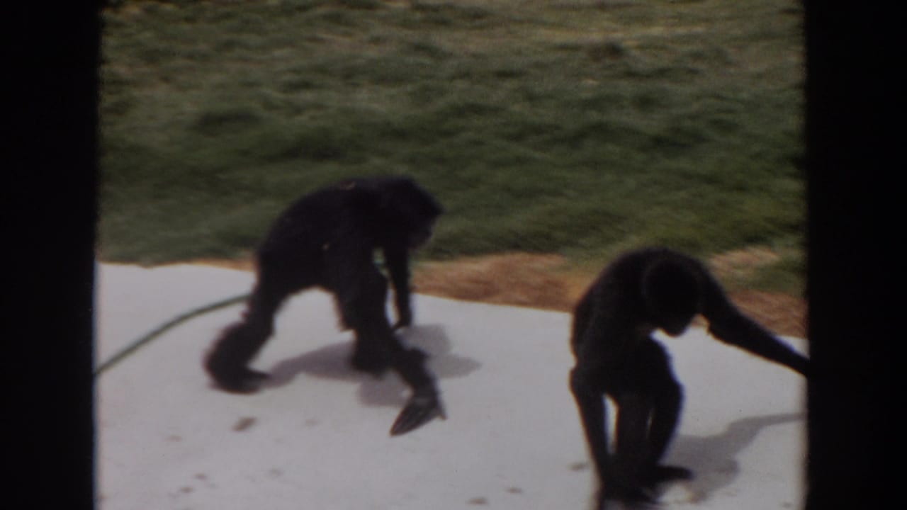 Two chimpanzees on a concrete sidewalk beside grass, one bending toward the ground.