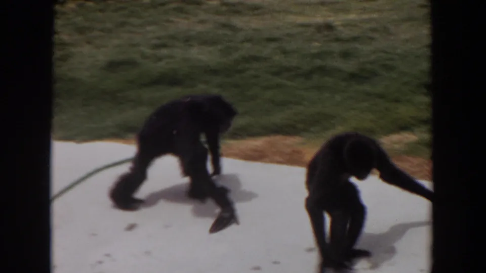 In 1974 Irvine home-movie footage, two chimpanzees move on a sidewalk beside grass, with one bending low near the pavement.