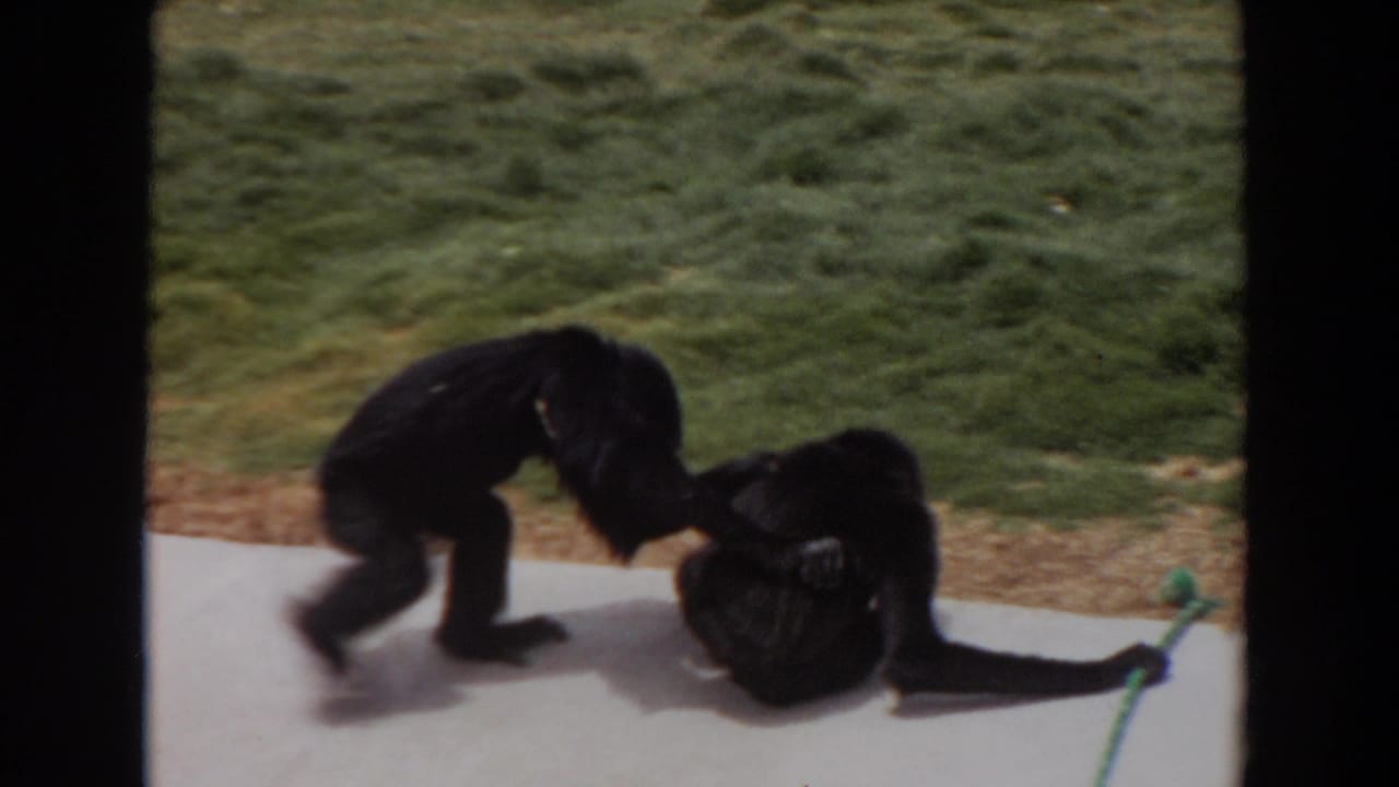 Two chimpanzees in the 1974 Irvine clip appear to play or interact on a concrete sidewalk, with a green rope visible nearby.