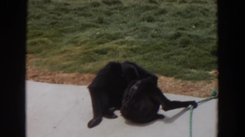 In the 1974 Irvine home-movie frame, two chimpanzees crouch close together on the sidewalk beside grass and a green rope.