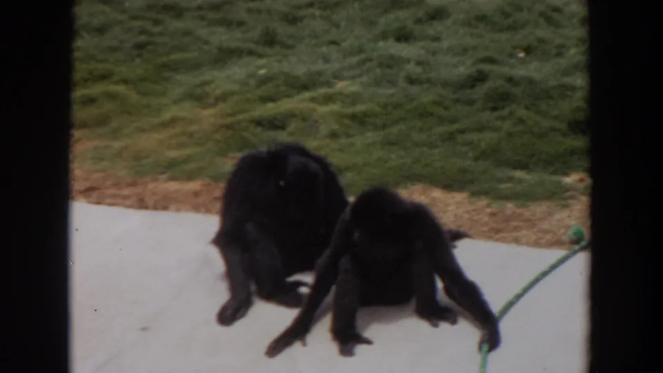 The final 1974 Irvine frame shows two chimpanzees low to the pavement near a green rope, with grass behind them.