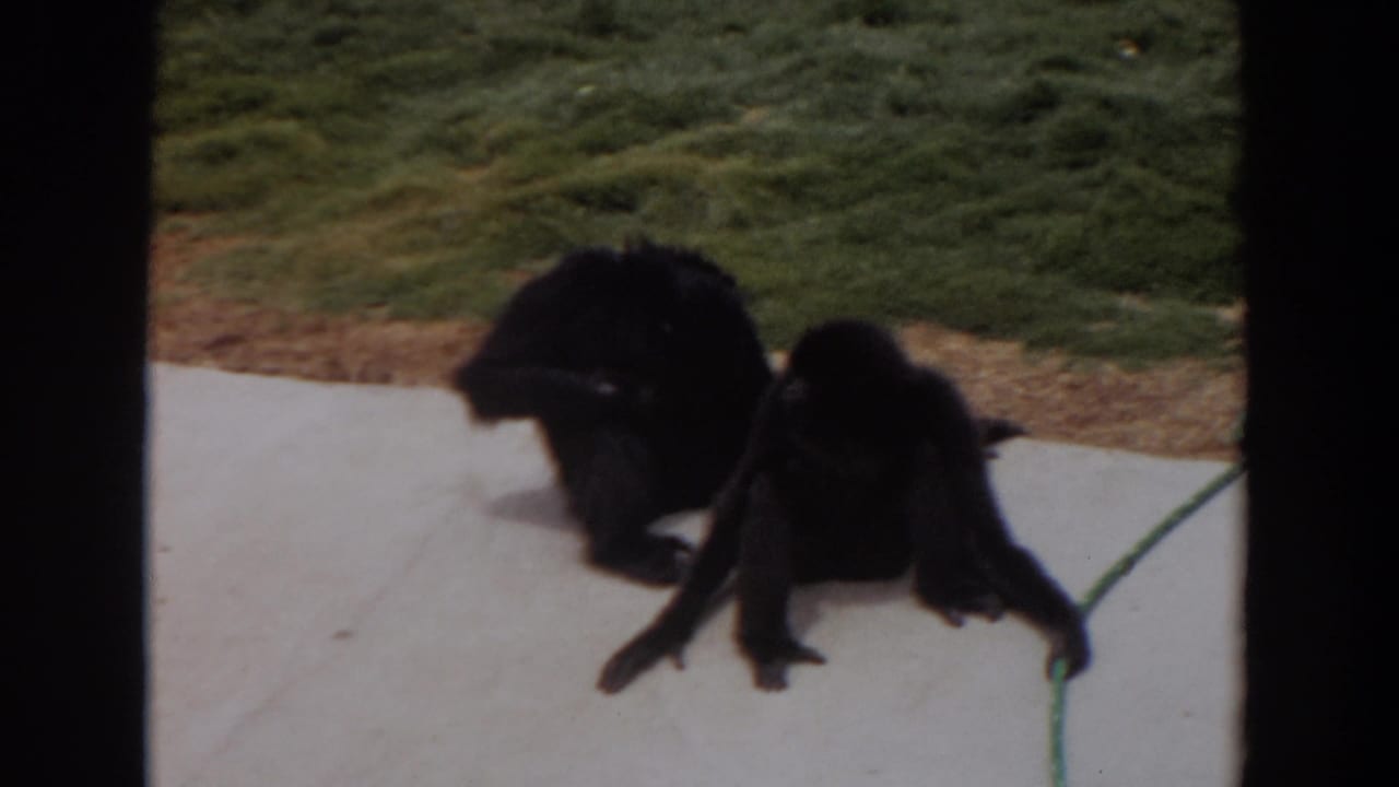 Two dark monkeys sit on concrete beside grass inside a zoo enclosure.