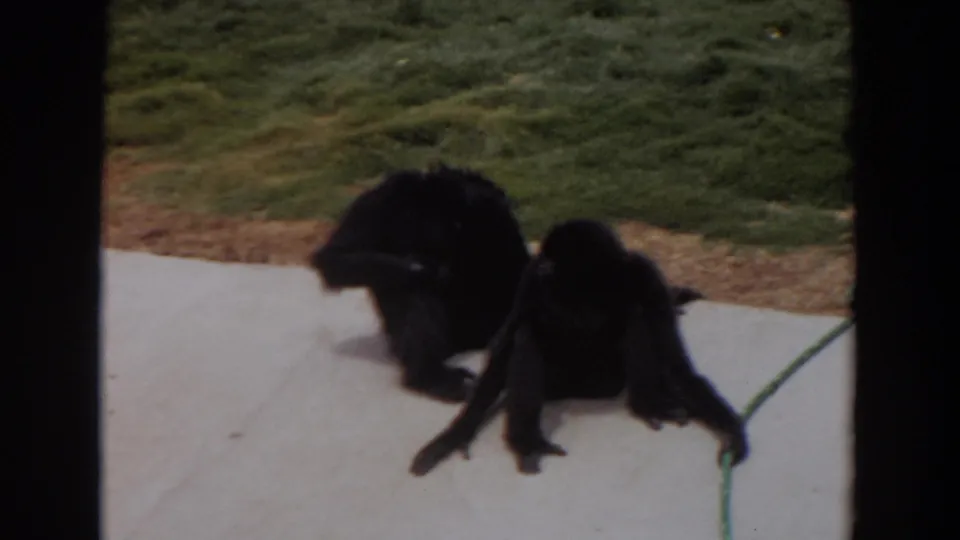Two dark monkeys sit near a grassy edge in 1974 Irvine zoo home-movie footage, viewed through a dark foreground frame.