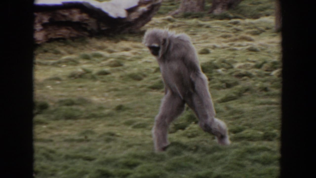 A pale gibbon walks across grass in a zoo enclosure.