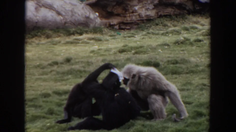 The pale gibbon approaches two dark monkeys on the grass, with the interaction filmed from a visitor viewpoint in 1974 Irvine.